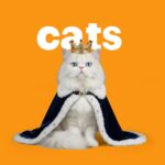 Pet Carrier Backpack