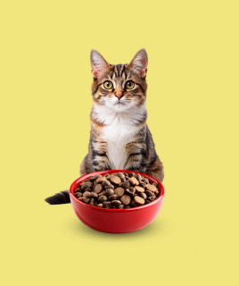 Cat food