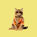 Cat Accessories & Toys