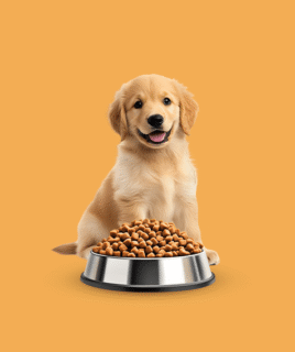 Dog food