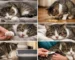 signs your cat is sick
