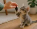 How to Train a Kitten
