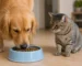 can dogs eat cats dry food