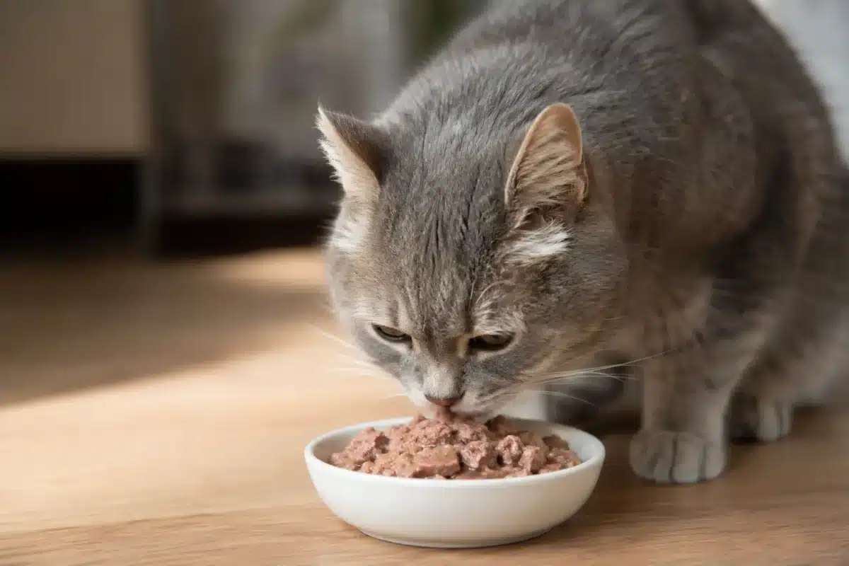 senior cat wet food