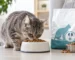 best cat food for urinary health