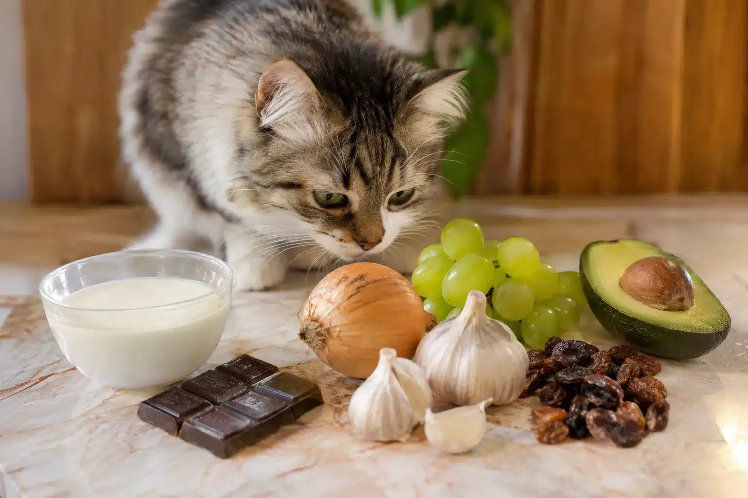 foods cats cannot eat
